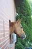 Hofbilder_3