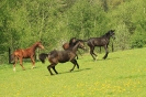Weide2012__3