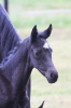 Fohlen 2011_10