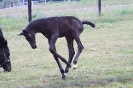 Fohlen 2011_11