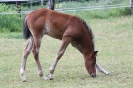 Fohlen 2011_12