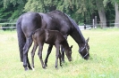 Fohlen2011