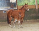 Fohlen 2011_5