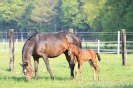 Fohlen 2011_8
