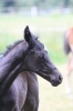 Fohlen 2011_9