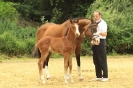 Fohlenschau 2011_22