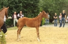 Fohlenschau 2011_23