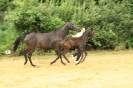 Fohlenschau 2011_27