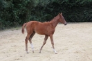 Fohlenschau 2011_28