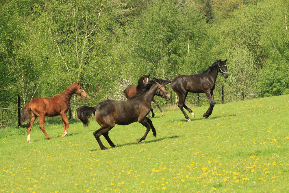 weide2012_04